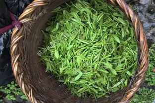 迟来茶更香 虎 字号群体种西湖龙井茶邀您去品茗