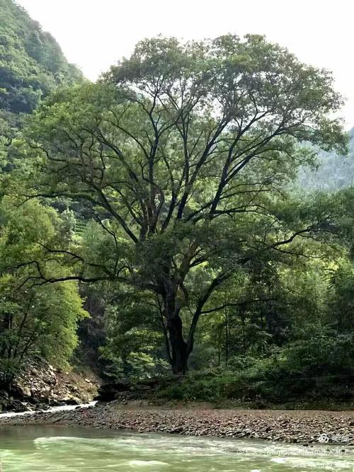 南金之约，千湖茶香——朋友小聚的至臻时光