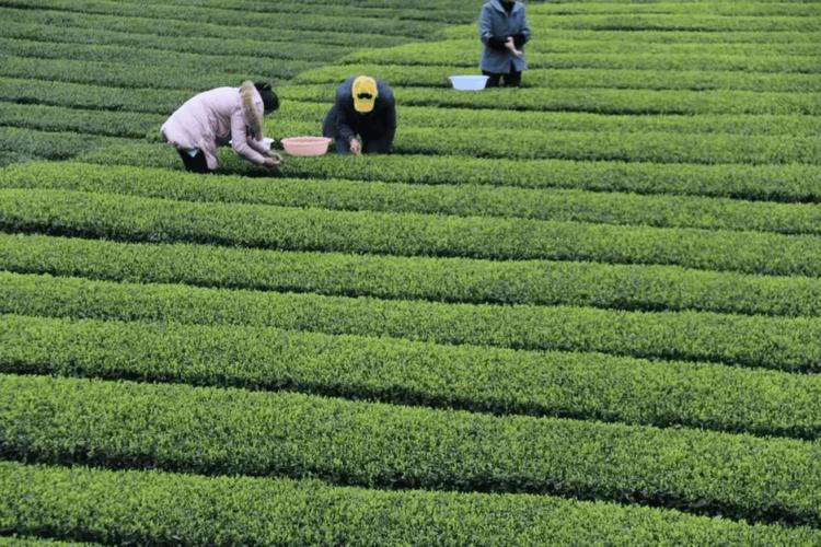 理事单位:湖北千湖茗茶叶