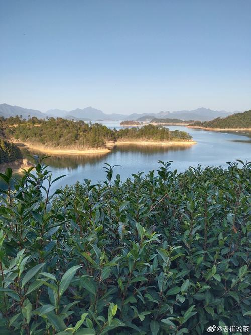 来自美丽的千岛湖,由2022杭州市手工炒茶冠军解小华老师出品的2024年
