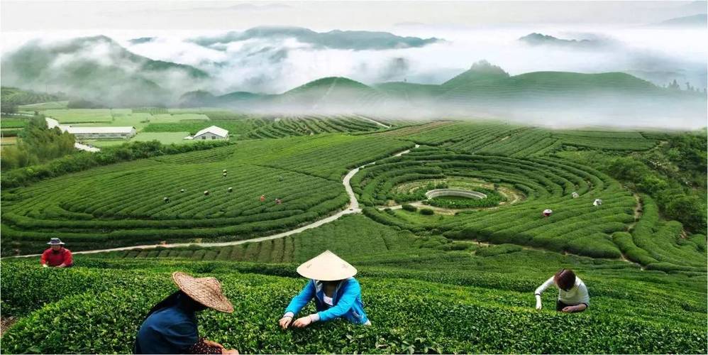 千岛湖茶能否"茶香飘遍神州",你的这一票将至关重要!